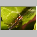 Perithous cf scurra - Schlupfwespe 12b 9mm-fdet03.jpg